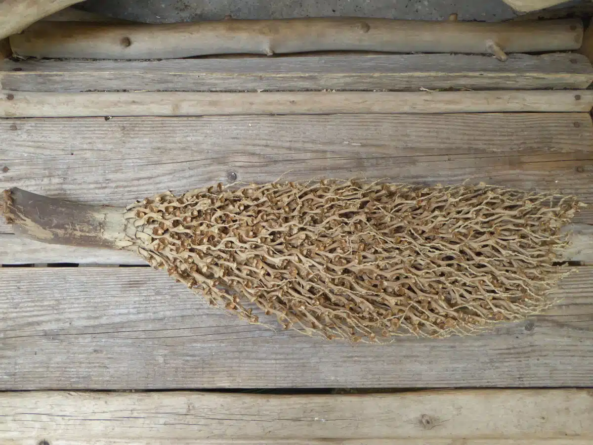 Branche Naturelle Décorative