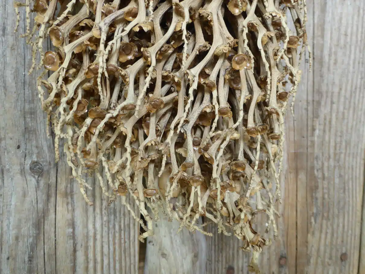 Détail branche décorative