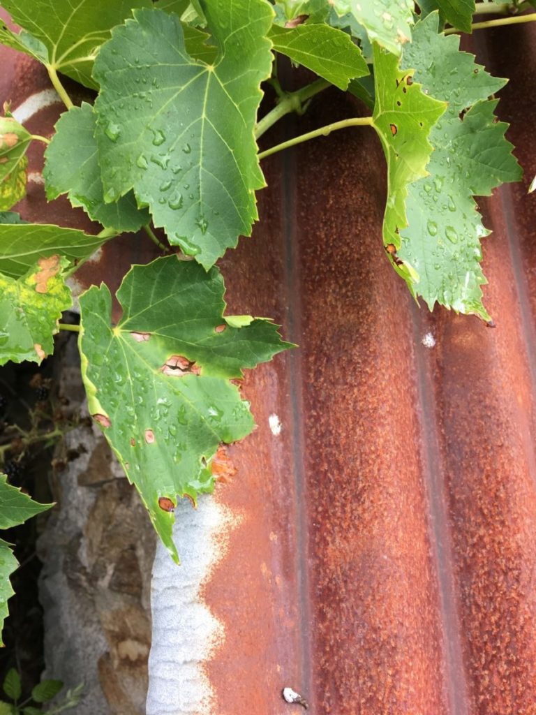 Saison d'Automne