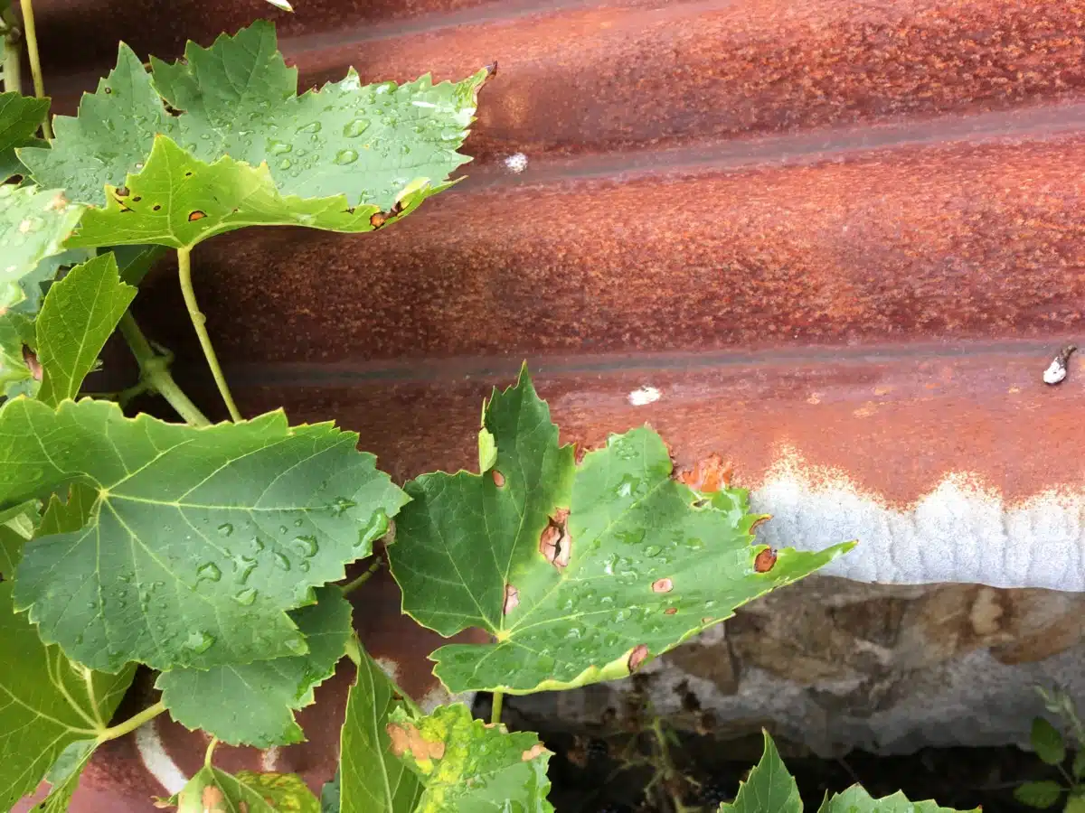 Saison d'Automne