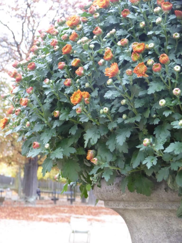 Chrysanthèmes Toussaint