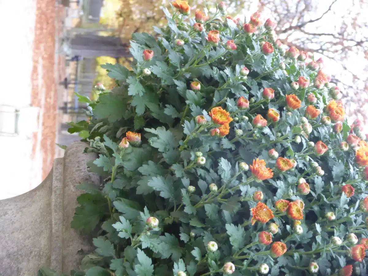 Chrysanthèmes Toussaint