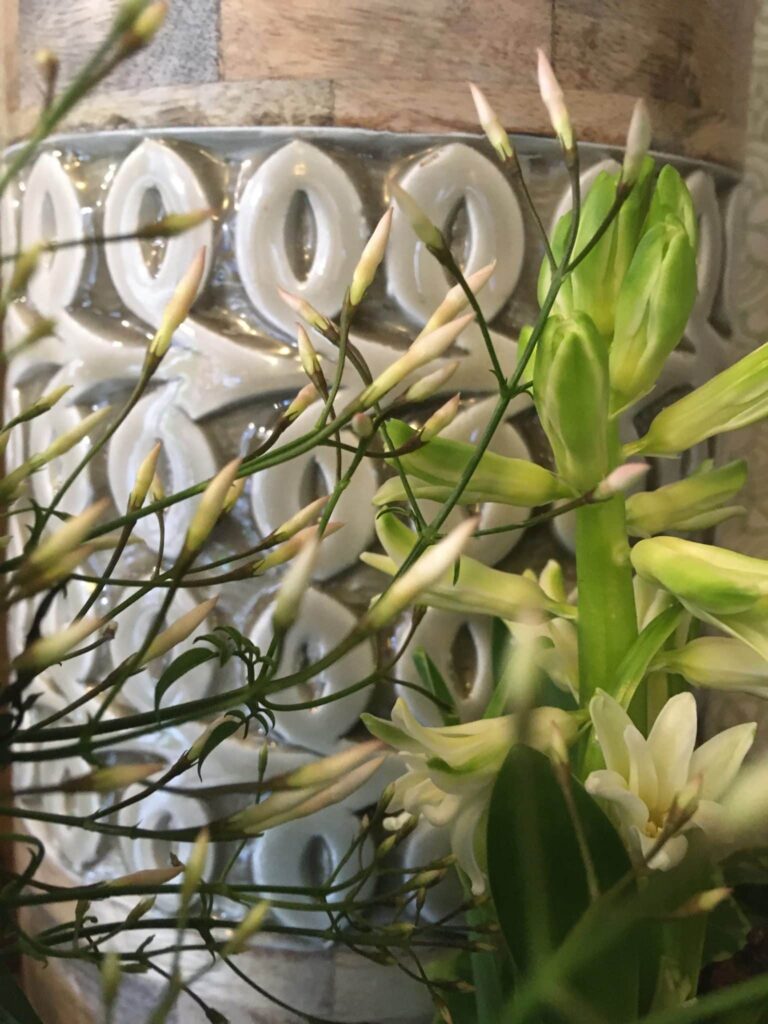 Des jacinthes blanches entourées de tiges fines et de boutons floraux, placées devant un vase en céramique texturé aux motifs géométriques.