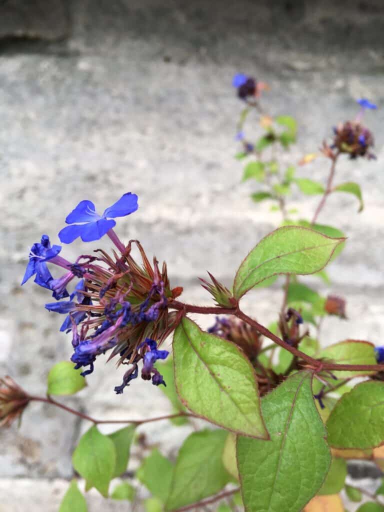 Bleuté de printemps