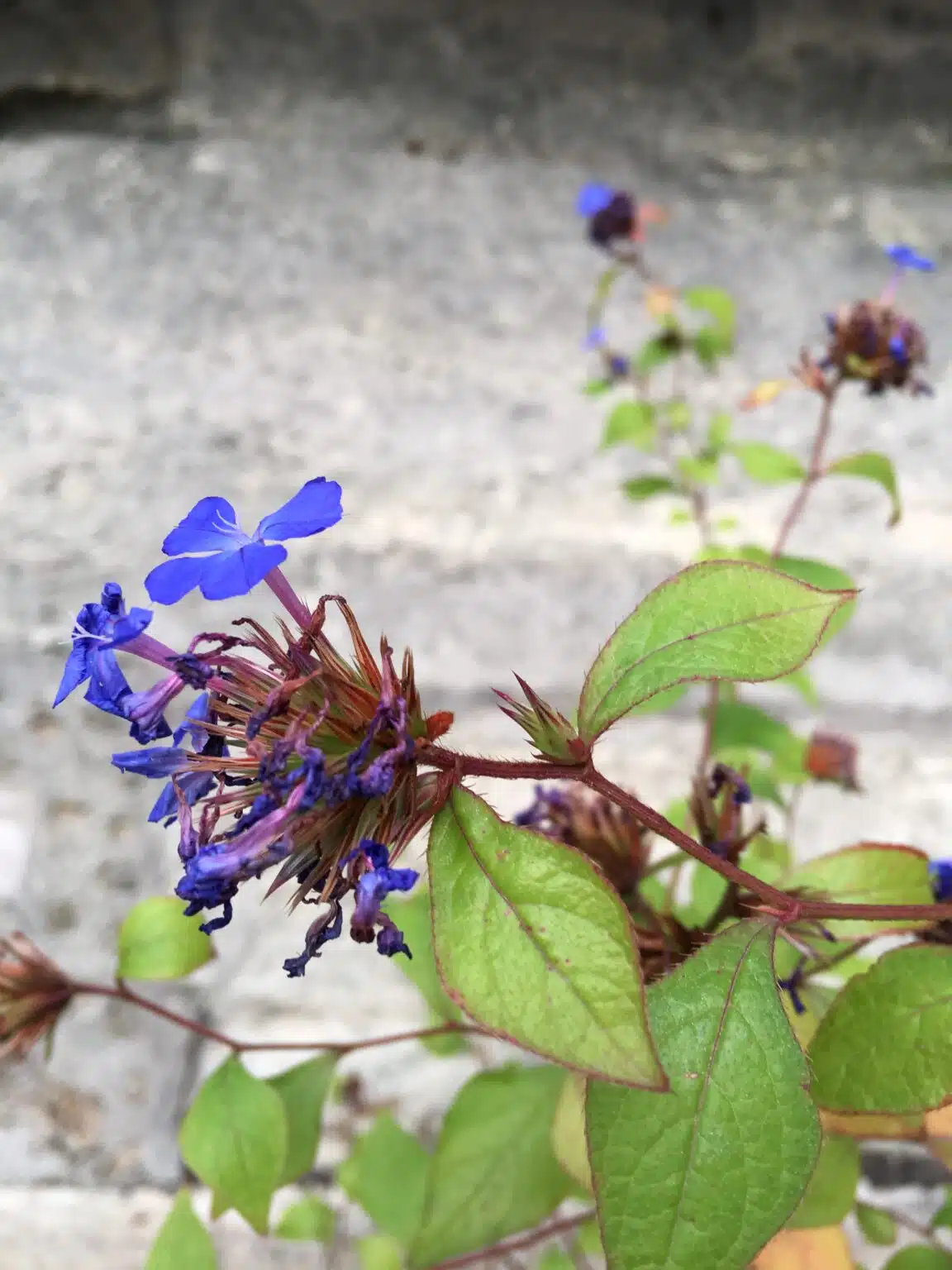Bleuté de printemps