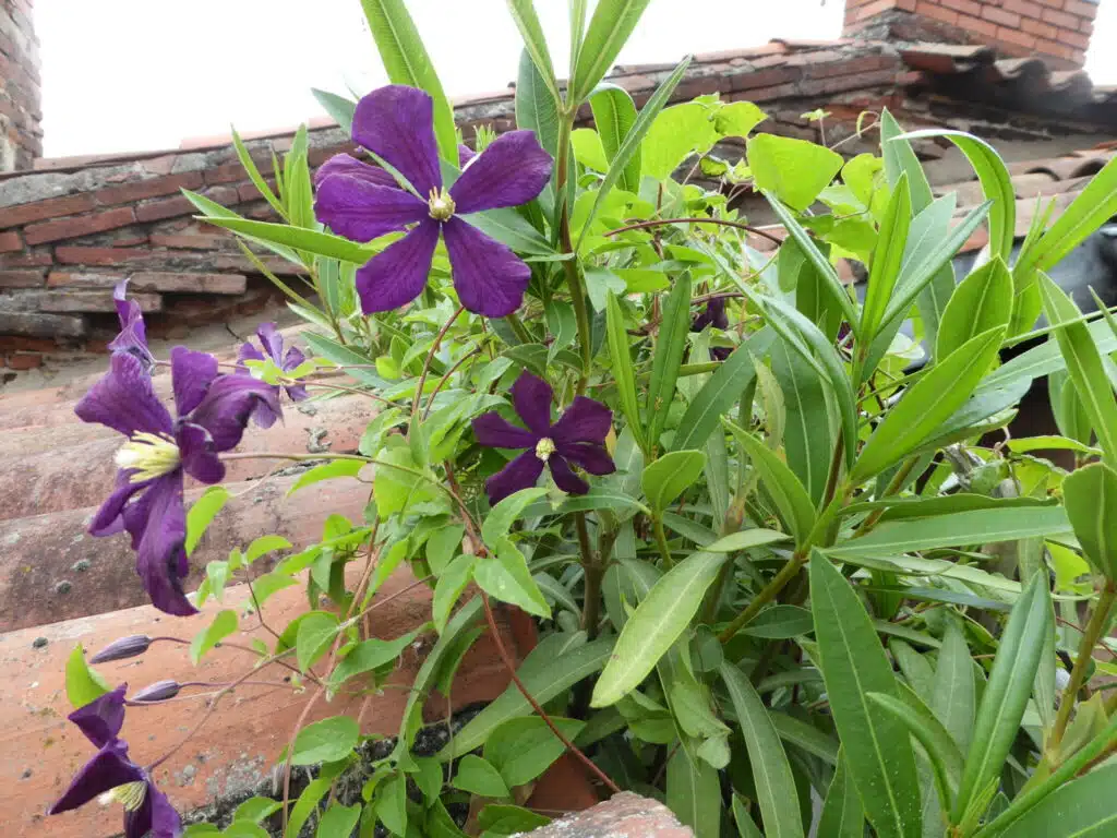 Clématites Printemps