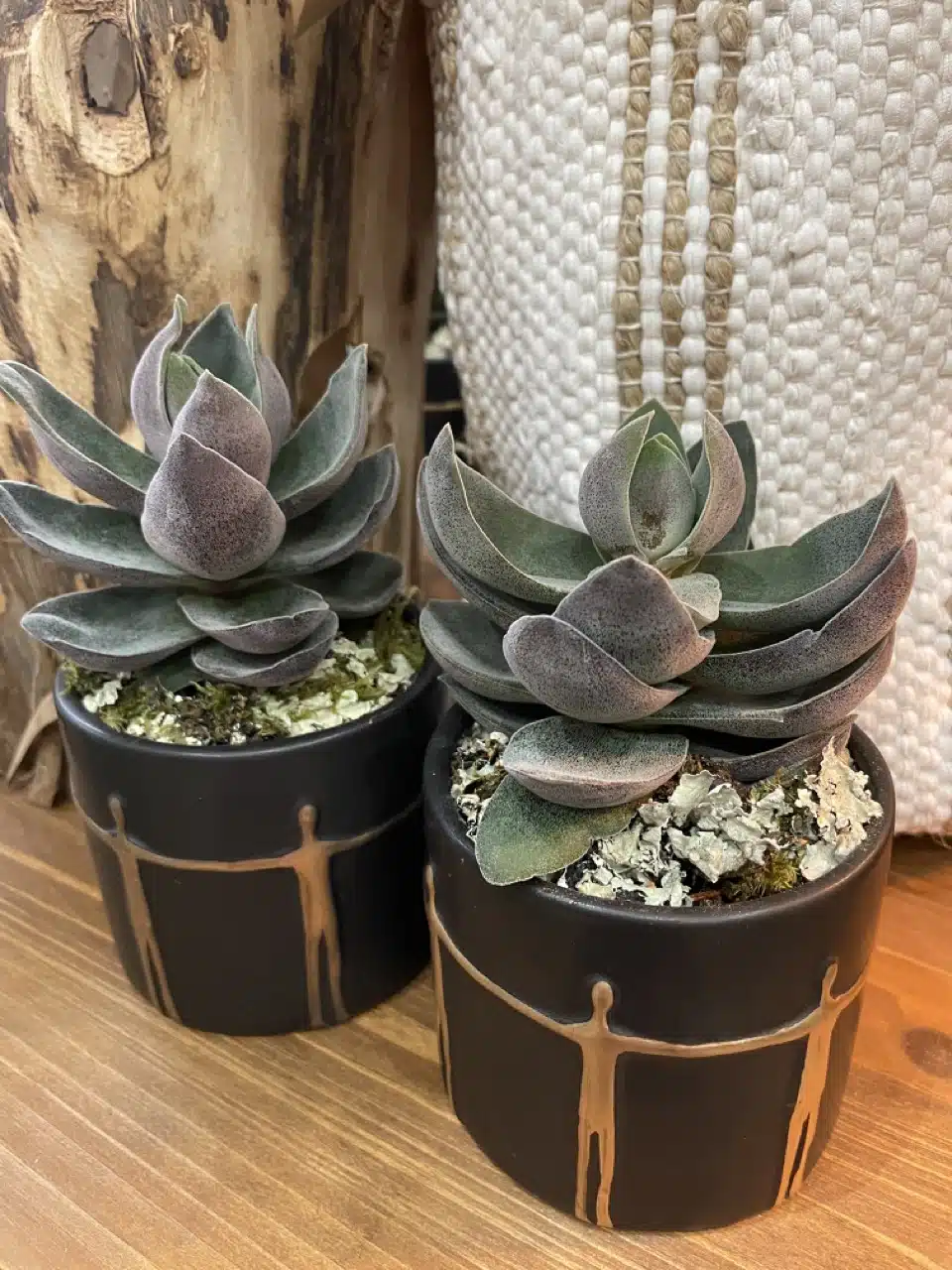 Plantes Artisan Fleuriste Yann-H2o Paris 11