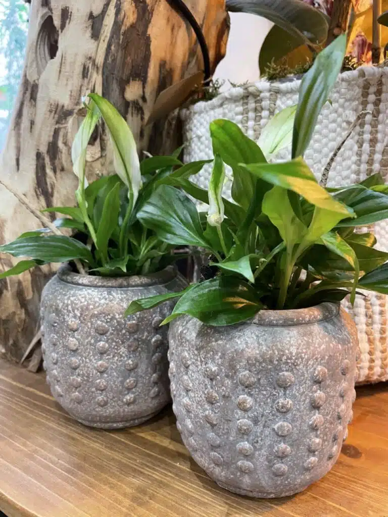 Plantes Déco - Artisan Fleuriste Yann-H2o Paris 11