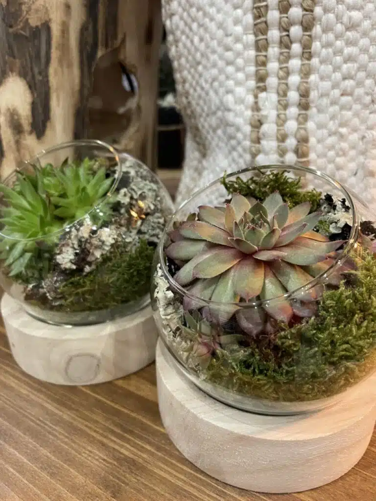 Plantes Yann-H2o Paris 11