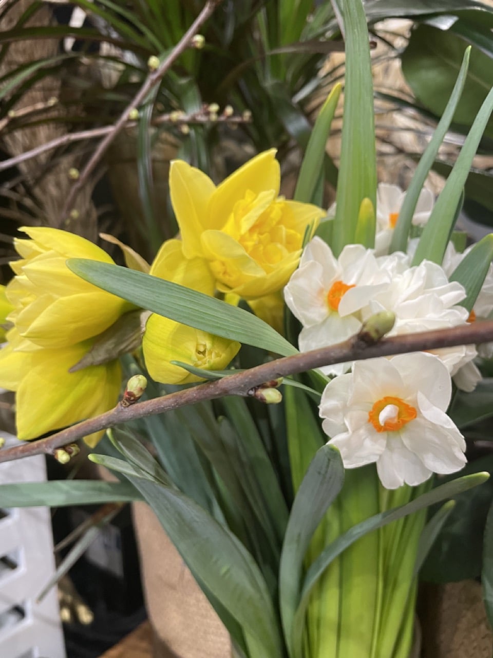 Narcisses de Printemps Yann-H2o Fleuriste Paris 11ème