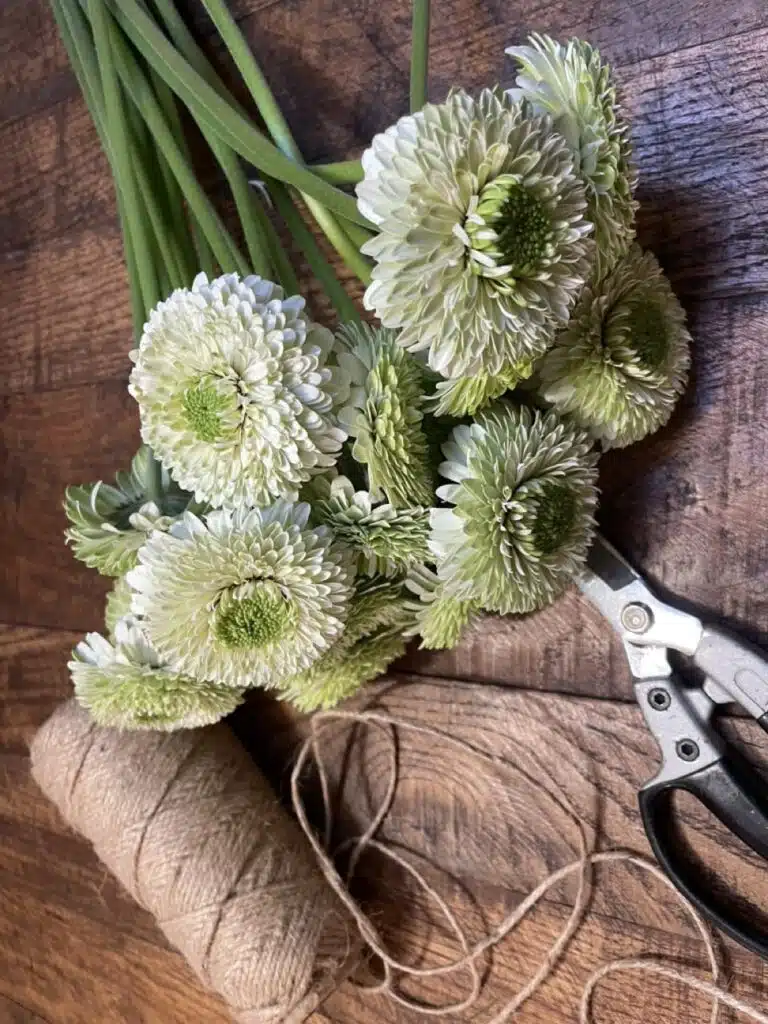 Germini de saison – fleuriste Paris 11