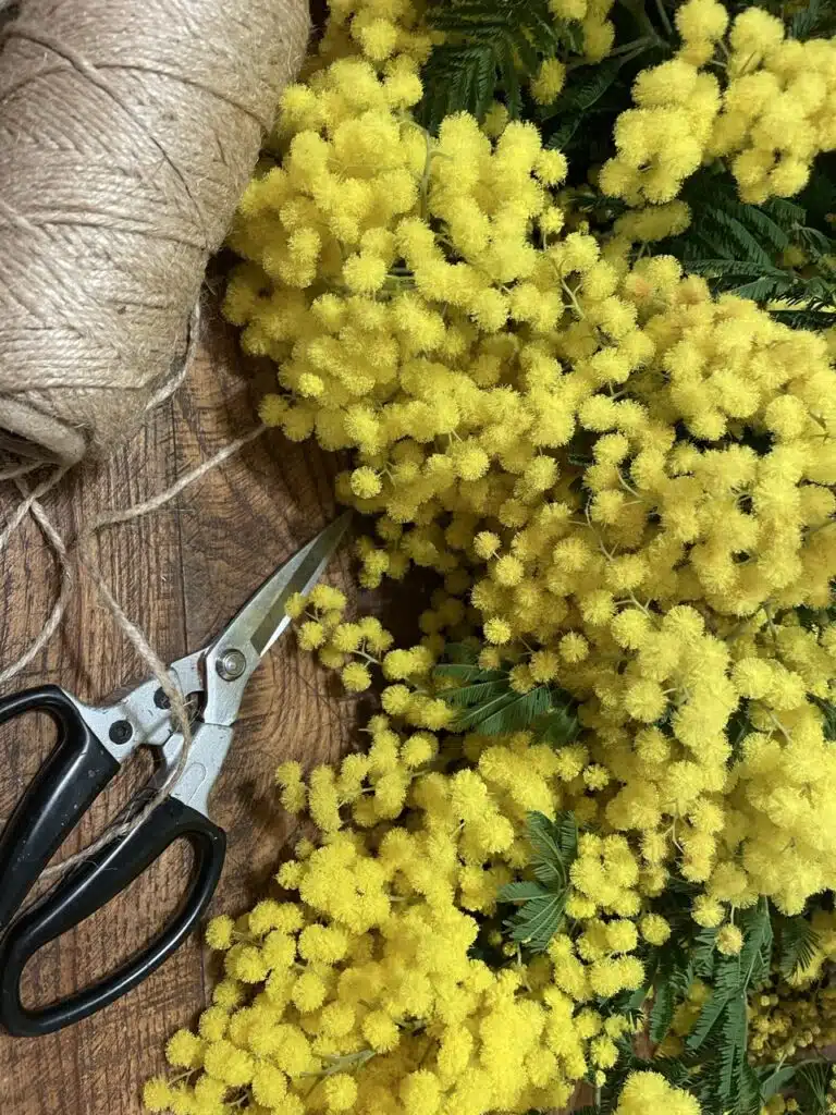 Mimosa de saison du marché de Rungis
