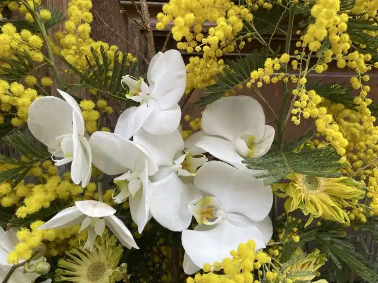 orchidees blanches mimosa fleurs de deuil composition florale artisan fleuriste Paris 11 proche Pere Lachaise Paris 20