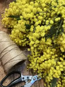 Mimosa frais en bouquet chez Yann-H2o fleuriste Paris 11 – fleurs de saison hivernales
