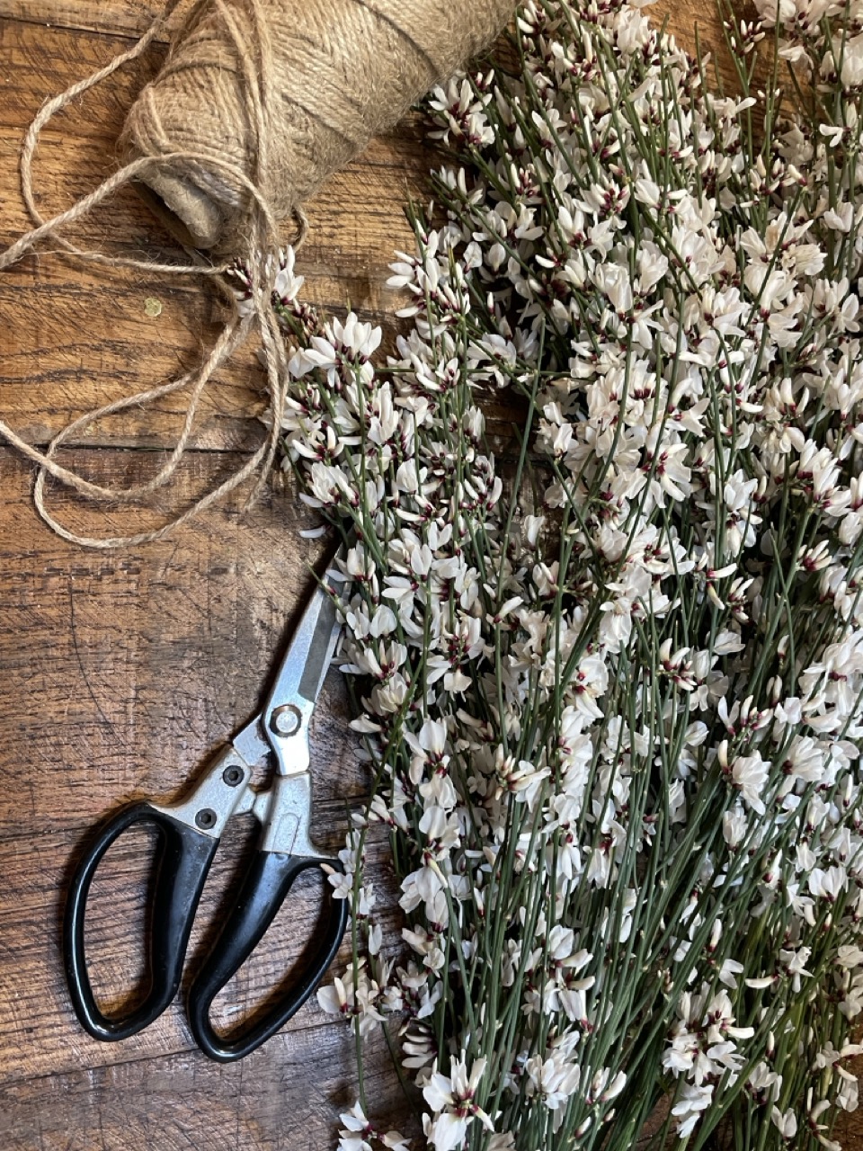 Branches de genêt blanc préparées en atelier par un fleuriste à Paris 11 pour livraison de fleurs