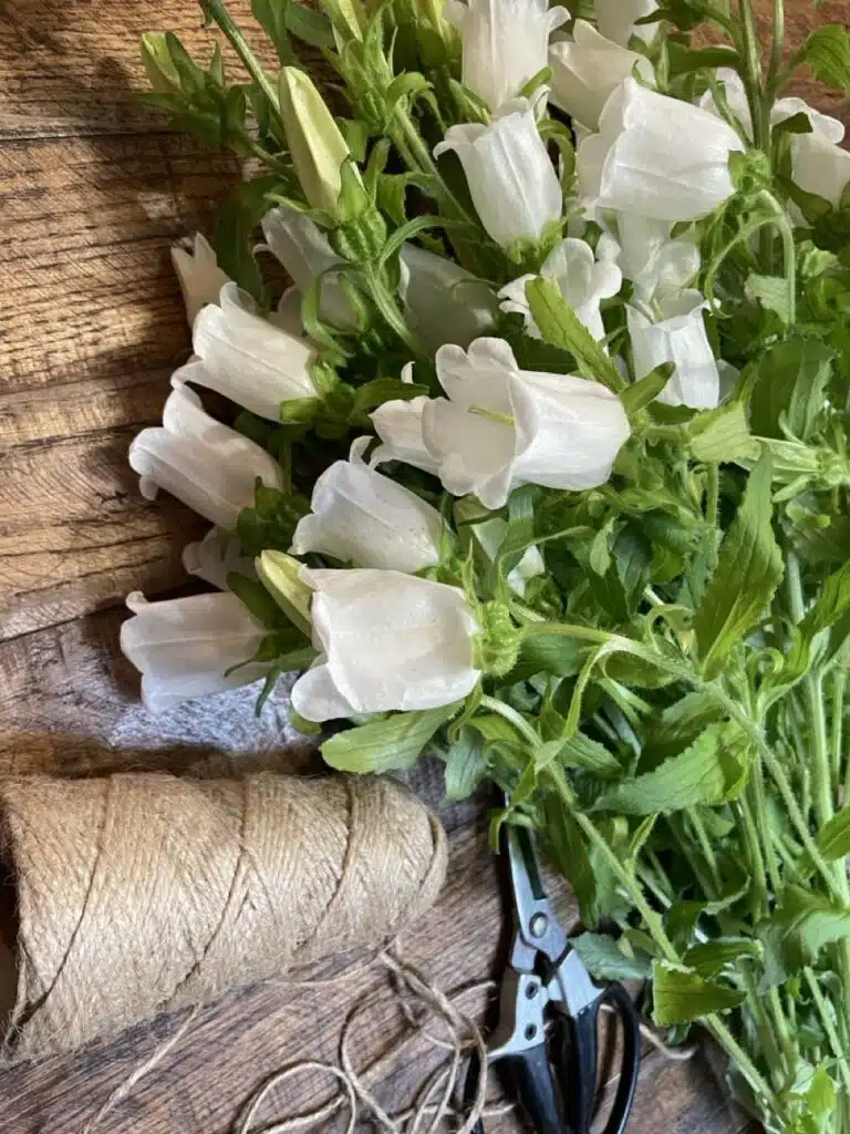 Campanules blanches fraîchement préparées à l’atelier floral pour création de bouquets naturels et élégants à Paris 11