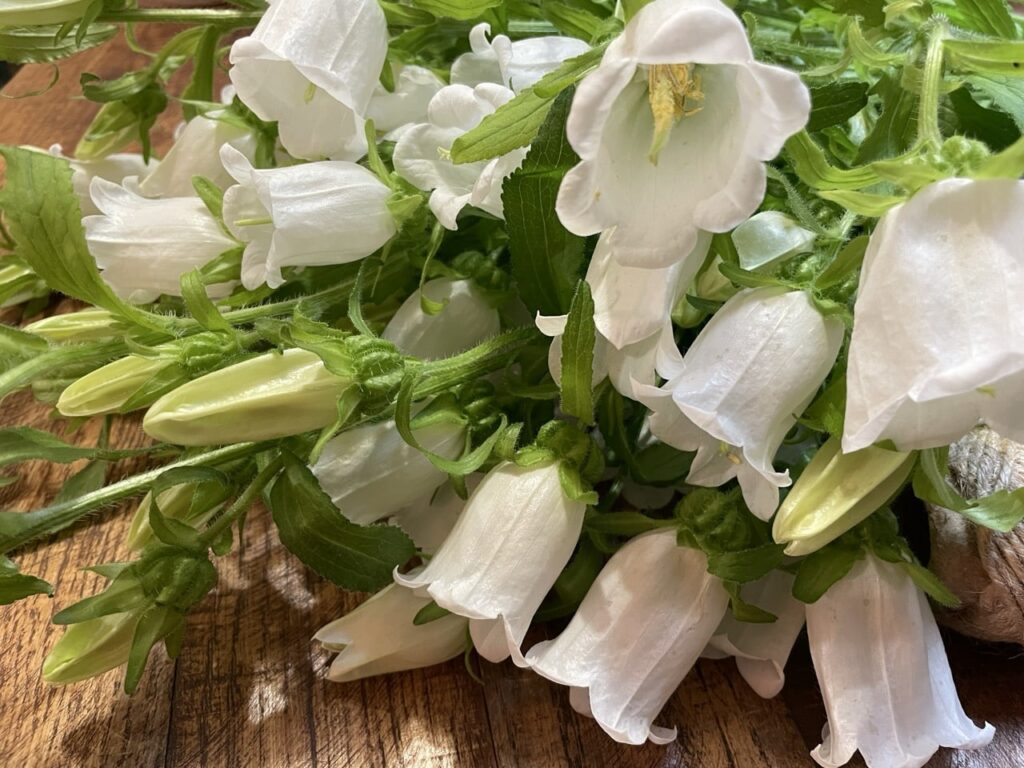 Délicates campanules blanches en fleurs coupées aux clochettes élégantes pour bouquet poétique et naturel réalisé par un artisan fleuriste à Paris 11