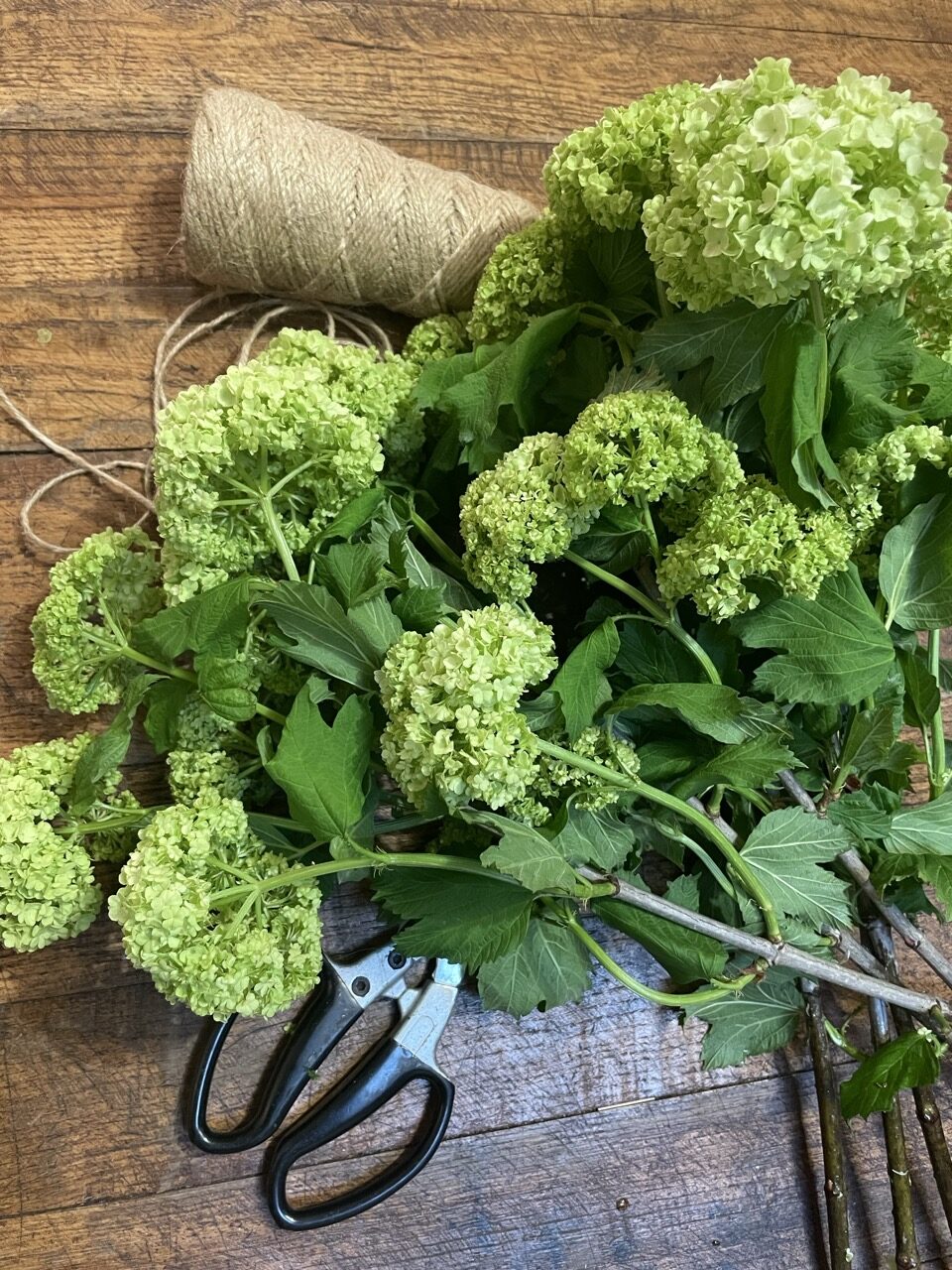 Branches de viburnum vert français fraîchement coupées sur une table en bois dans l’atelier de Yann H2O, artisan fleuriste à Paris 11, spécialisé en fleurs de saison et livraison dans tout Paris.