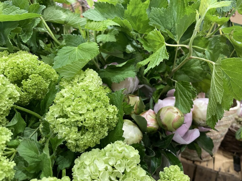 Viburnum vert en fleurs avec pivoines roses en bouton, composition de fleurs de saison chez un fleuriste à Paris 11 avec fleurs de France