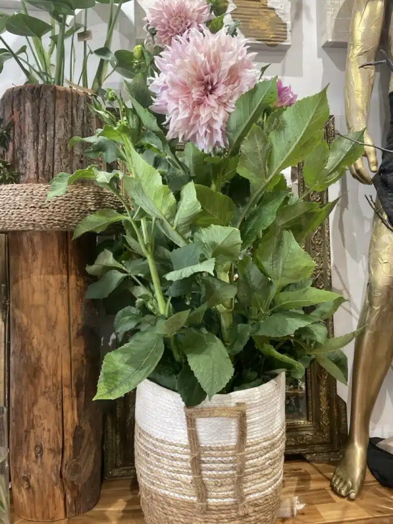 Dahlia géant rose poudré cultivé en pot et présenté chez Yann-H2o, artisan fleuriste à Paris 11, une magnifique fleur de saison aux fleurs généreuses et spectaculaires.