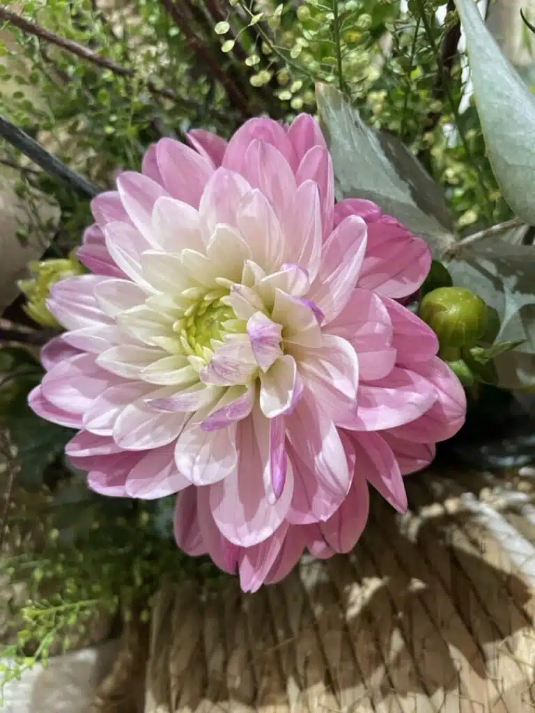 Dahlia rose à cœur crème sélectionné par Yann-H2o, artisan fleuriste à Paris 11, pour la création de bouquets de fleurs de saison.
