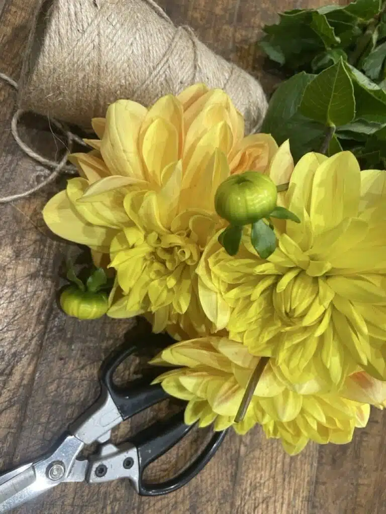 Dahlias jaunes fraîchement sélectionnés dans l'atelier de Yann-H2o, artisan fleuriste à Paris 11, pour composer des bouquets de fleurs de saison aux couleurs lumineuses.