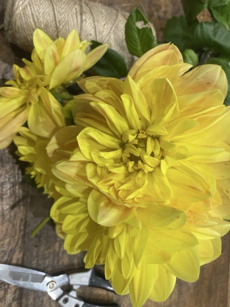Dahlias jaunes aux nuances dorées sélectionnés par Yann-H2o, artisan fleuriste à Paris 11, pour réaliser des bouquets de fleurs de saison lumineux et élégants.