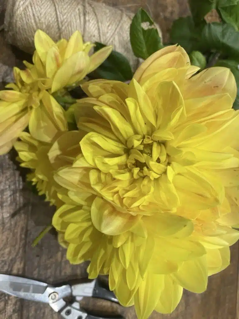Dahlias jaunes aux nuances dorées sélectionnés par Yann-H2o, artisan fleuriste à Paris 11, pour réaliser des bouquets de fleurs de saison lumineux et élégants.