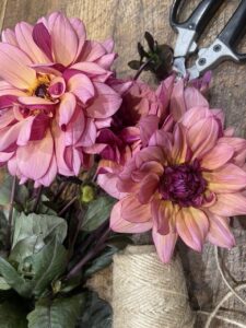 Dahlias aux délicates nuances rose poudré, saumon et prune, sélectionnés par Yann-H2o, artisan fleuriste à Paris 11, pour créer des bouquets de fleurs de saison élégants et raffinés.