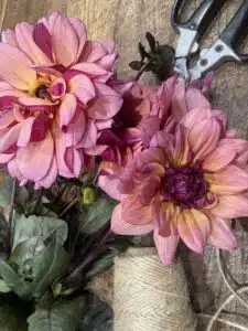 Dahlias aux délicates nuances rose poudré, saumon et prune, sélectionnés par Yann-H2o, artisan fleuriste à Paris 11, pour créer des bouquets de fleurs de saison élégants et raffinés.