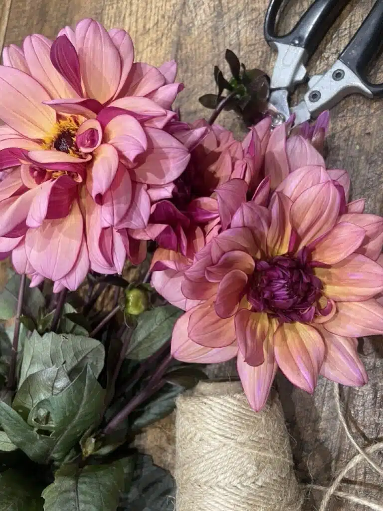 Dahlias aux délicates nuances rose poudré, saumon et prune, sélectionnés par Yann-H2o, artisan fleuriste à Paris 11, pour créer des bouquets de fleurs de saison élégants et raffinés.