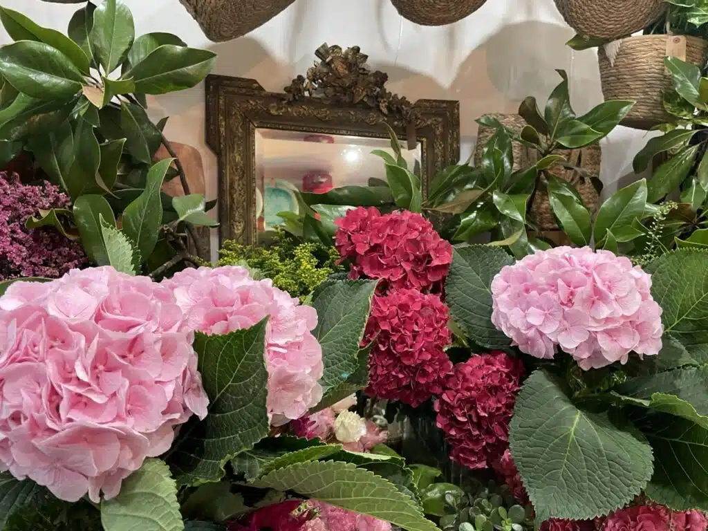 Hortensias roses et fuchsia, fleurs de saison chez Yann-H2o, artisan fleuriste à Paris 11, près du boulevard Voltaire et de la place Léon Blum.