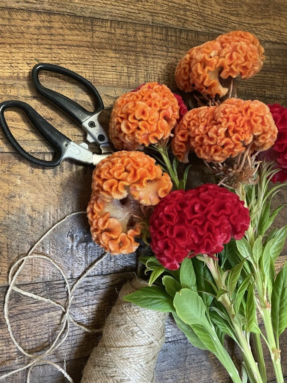 Célosies à crête orange et fuchsia aux fleurs veloutées, posées sur une table en bois, chez Yann-H2o, fleuriste à Paris 11.